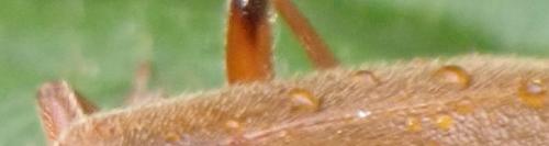 Cantharis sp.